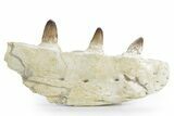 Mosasaur Jaw Section with Four Teeth - Morocco #359682-1